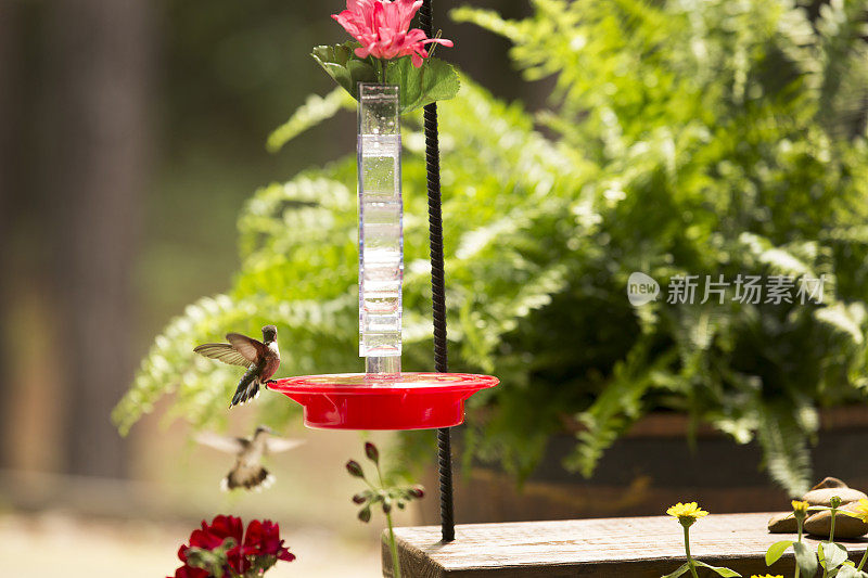 蜂鸟在春天觅食。