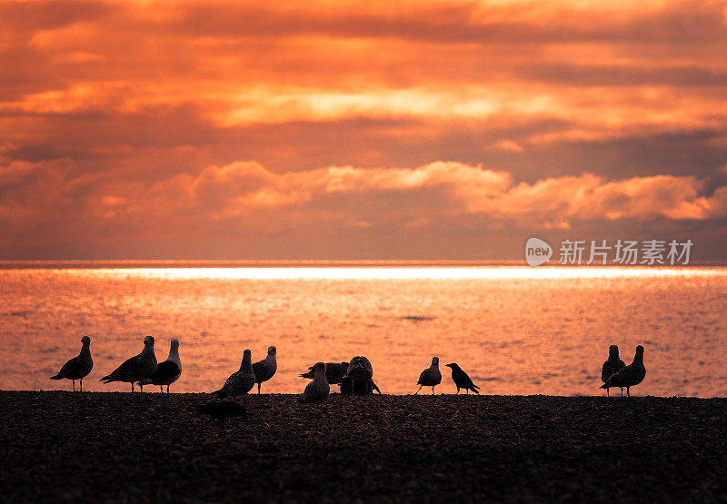 日落时在海滩上飞翔的海鸥