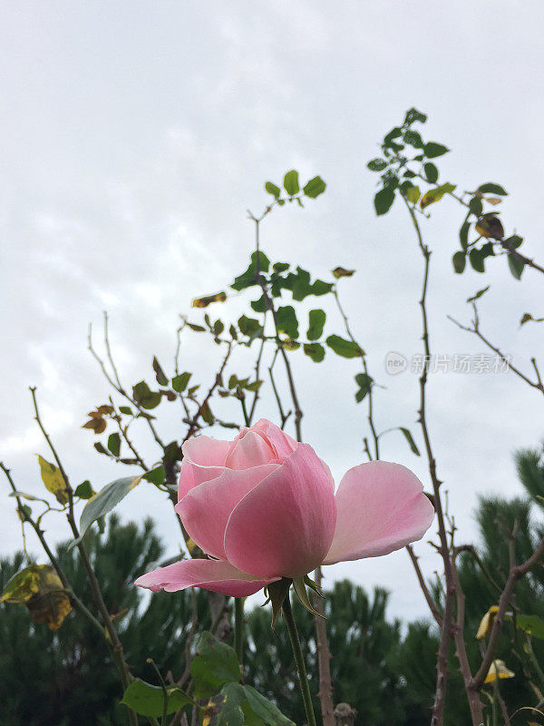 粉红色玫瑰花，以自然为背景