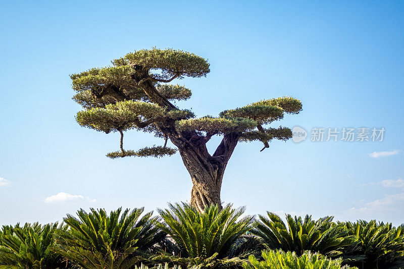 大型盆景树