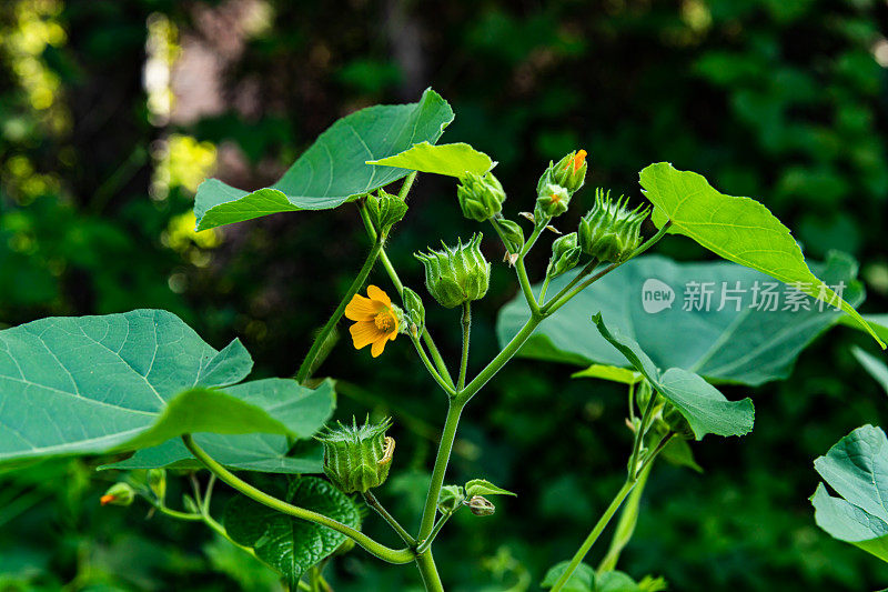 绿叶植物背景。自然公园的背景。旅游、度假。