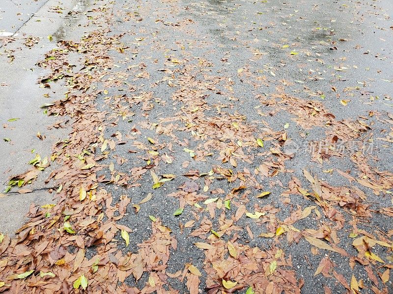 雨后人行道上的湿树叶