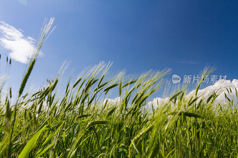 蓝天和麦田:夏天来了