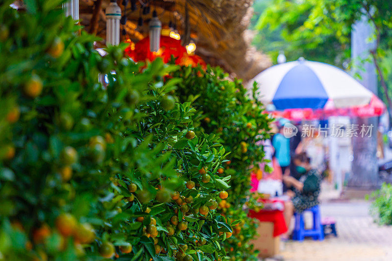 人们在街上出售和购买装饰的圆形金橘树。与桃花一起，金橘树是春天和传统农历新年的象征。