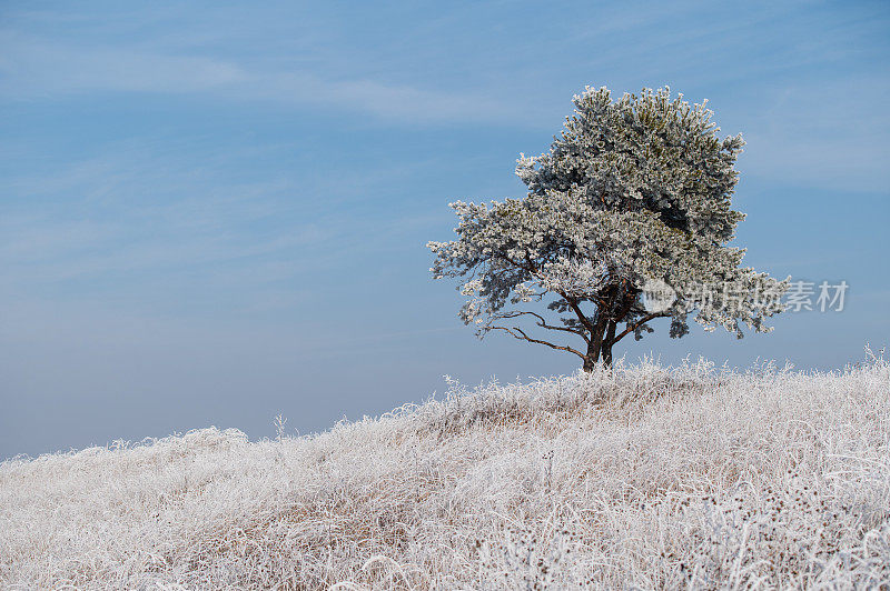 一棵树和冰冻的草