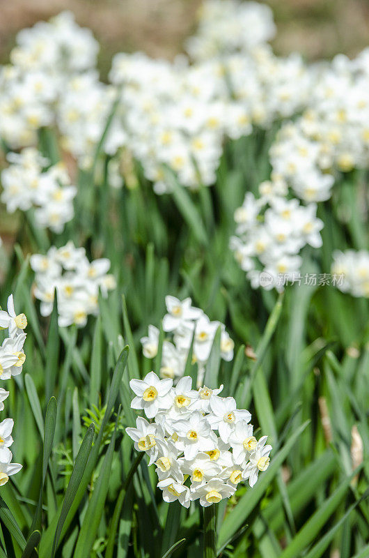 水仙球茎:早春花和花