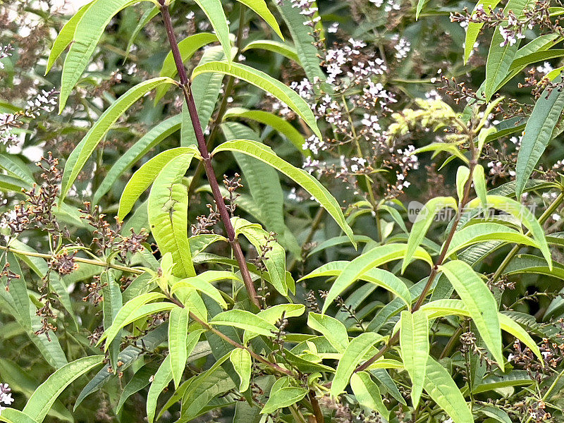 开花柠檬马鞭草灌木