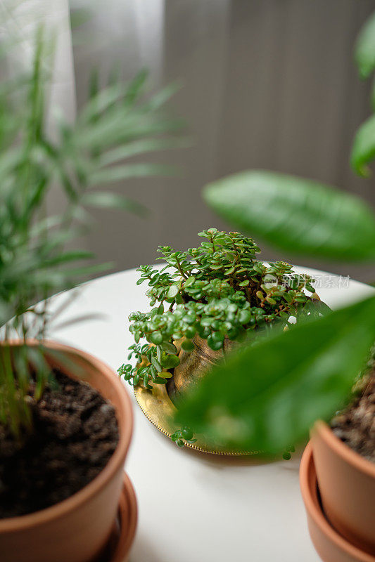 窗边的植物