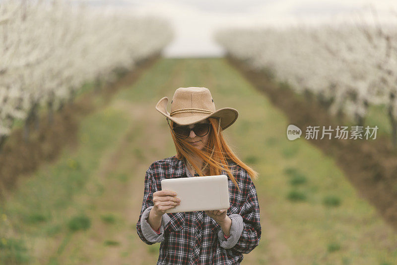 樱花盛开的果园