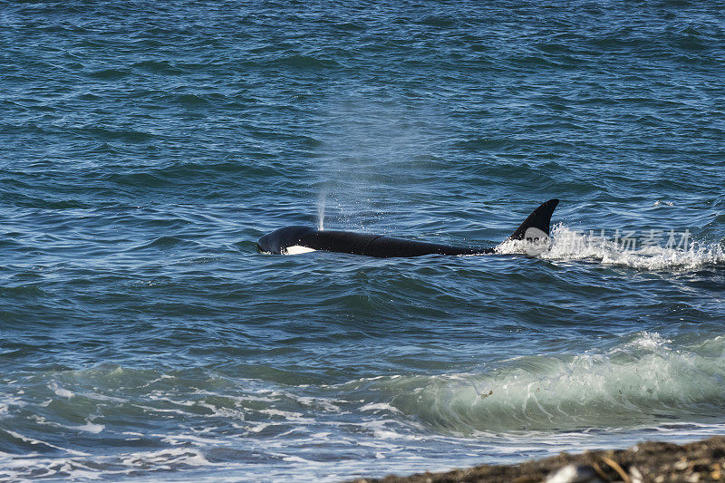 猎杀海狮的逆戟鲸，瓦尔德斯半岛，联合国教科文组织世界遗产，阿根廷巴塔哥尼亚。