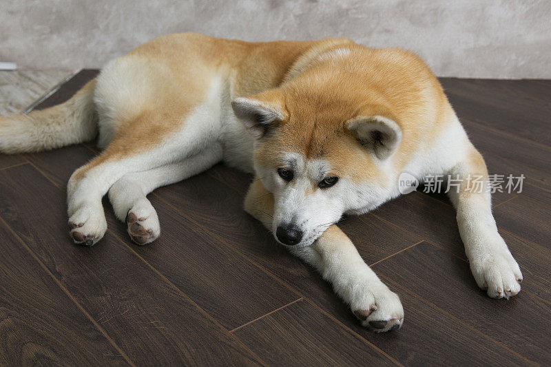 秋田犬