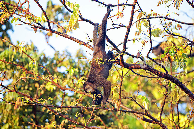 吼猴挂在哥斯达黎加托图盖罗的树梢上