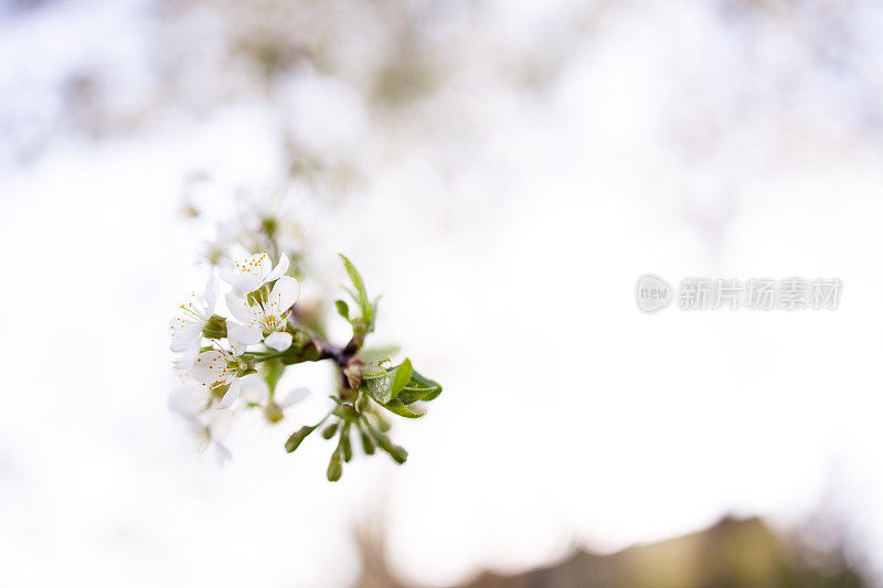 树发芽了