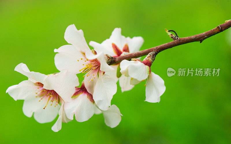 杏树花在绿色的背景