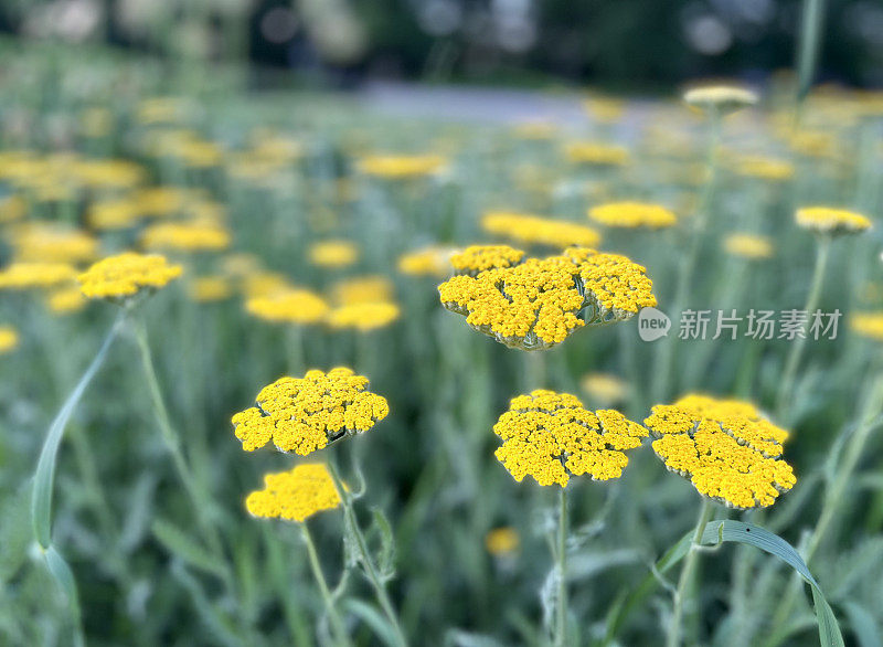 花园里盛开的蓍草