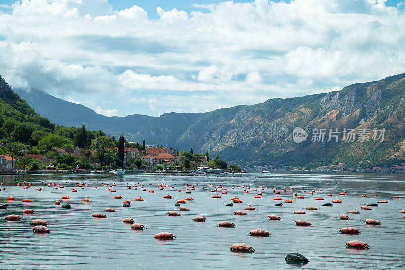 黑山科托尔湾(博卡)的贻贝农场