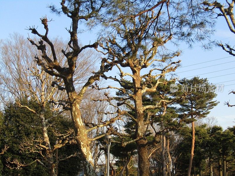 日本。1月。夕阳下的松树。