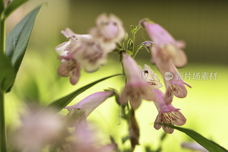 胡子的舌头Penstemon