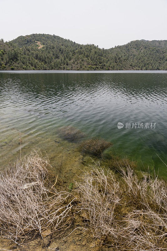 低角度拍摄的风滚草在湖边与森林山在对面的银行