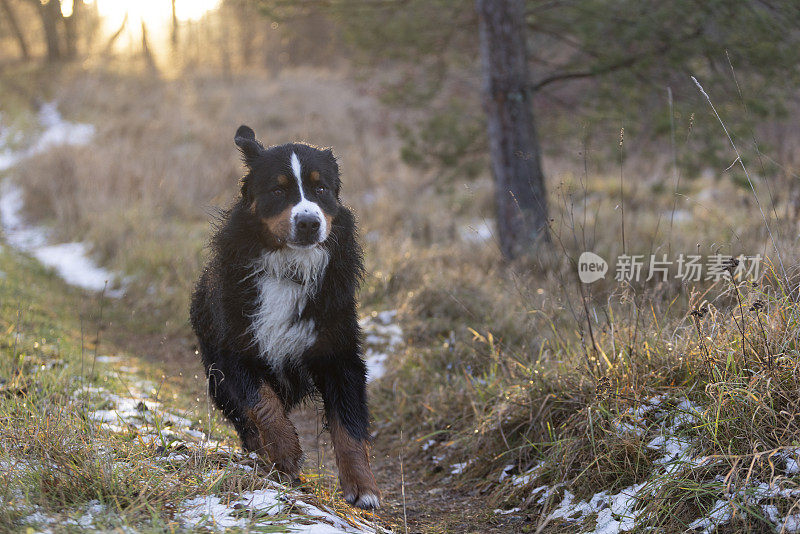 一只zenenhund狗在森林里跑向镜头