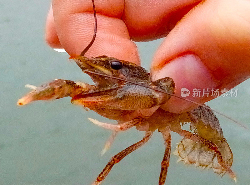 巨蟹座已经开了蟹。手指拿着螃蟹。