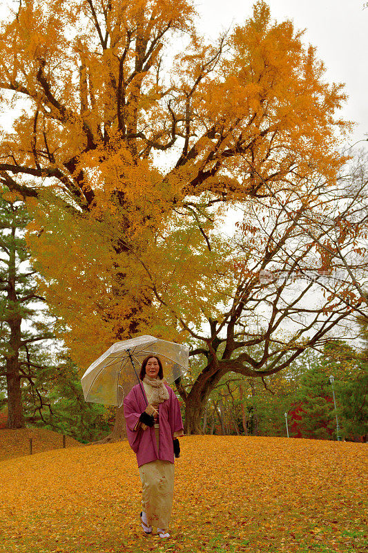 下雨天，穿着和服的日本女子走在银杏树落叶地毯上，京都