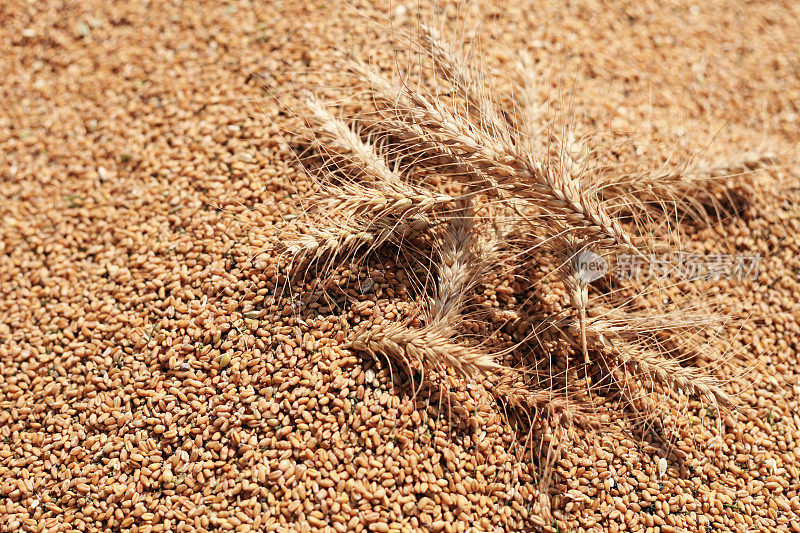 小麦作物的大麦与谷物堆紧密相连