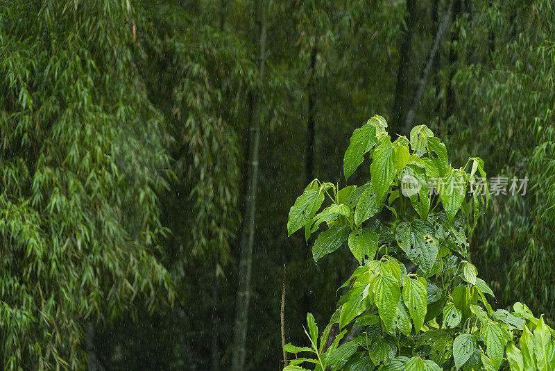 滋润了美丽森林里植物的雨水