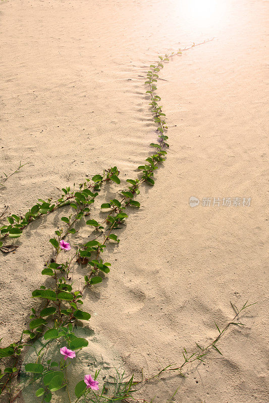 沙滩牵牛花003.jpg