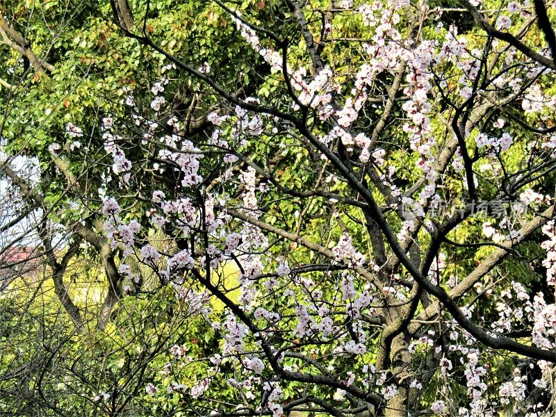 日本。3月底。樱花盛开了。