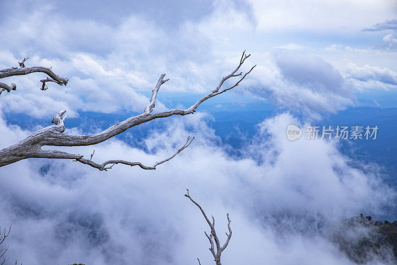 独特的死树枝与戏剧性的云景山背景