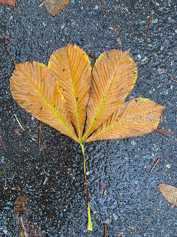 湿人行道上的落叶