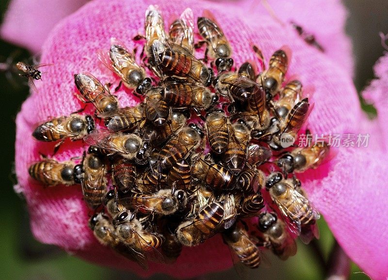 封闭蜜蜂在喂食-动物行为。
