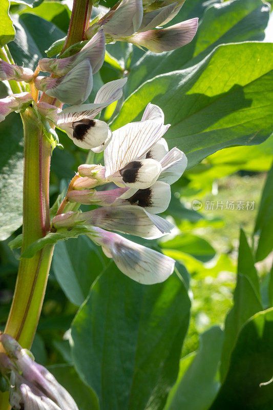 阳光下，菜园子里开花的蚕豆