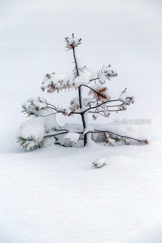 雪松