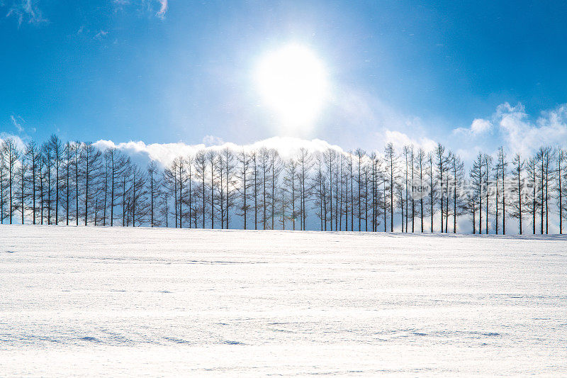 落叶松林在雪山上，碧蓝的天空在比北