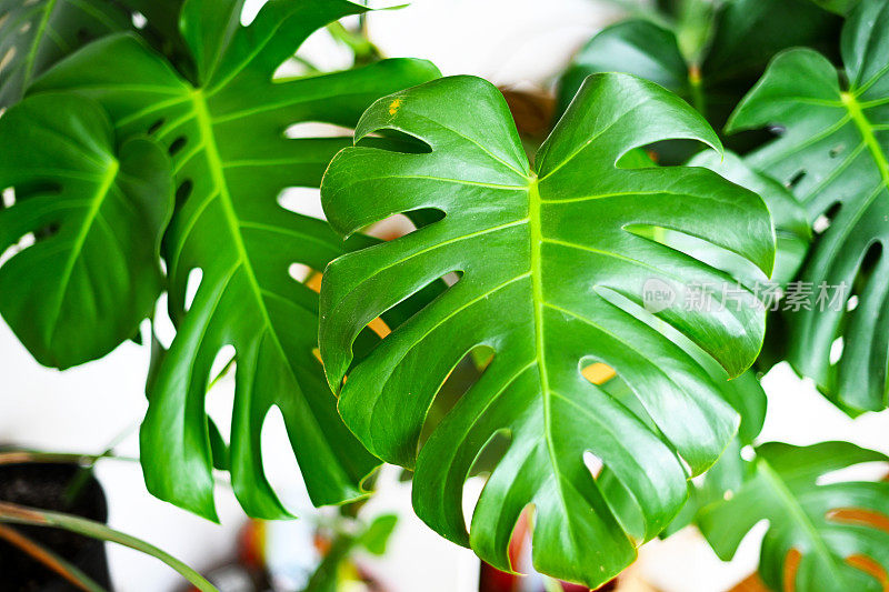 室内植物龟背竹