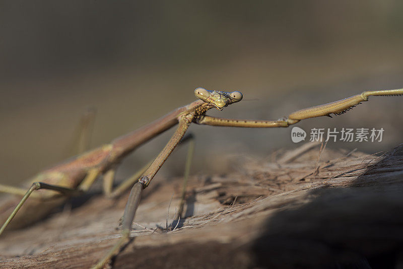 竹节虫(phasmatoia)