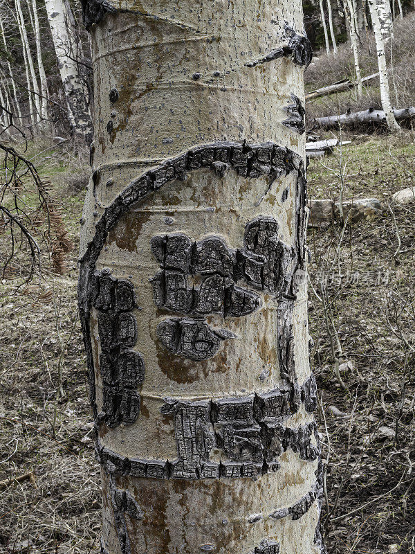 内华达大盆地国家公园的巴斯克白杨树雕刻，称为arborglyphs。美洲山杨