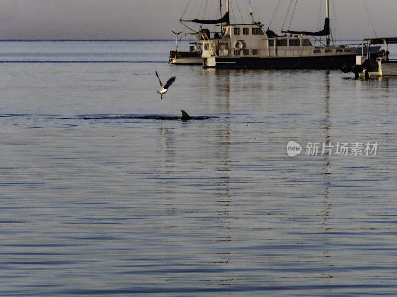 平静水中的海豚鳍