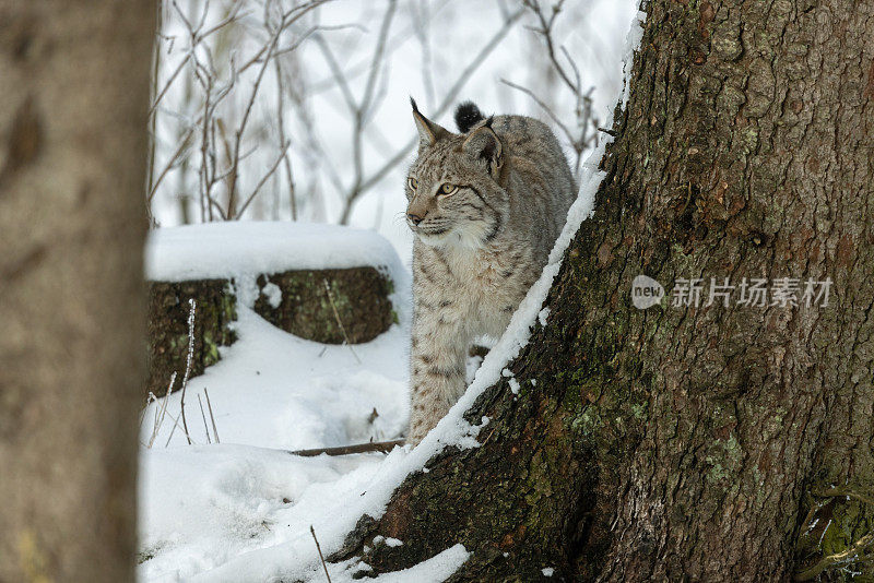 欧亚猞猁(山猫)在冬季