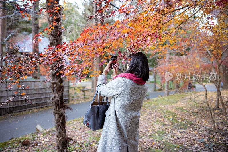 女子正在拍摄秋天的树叶