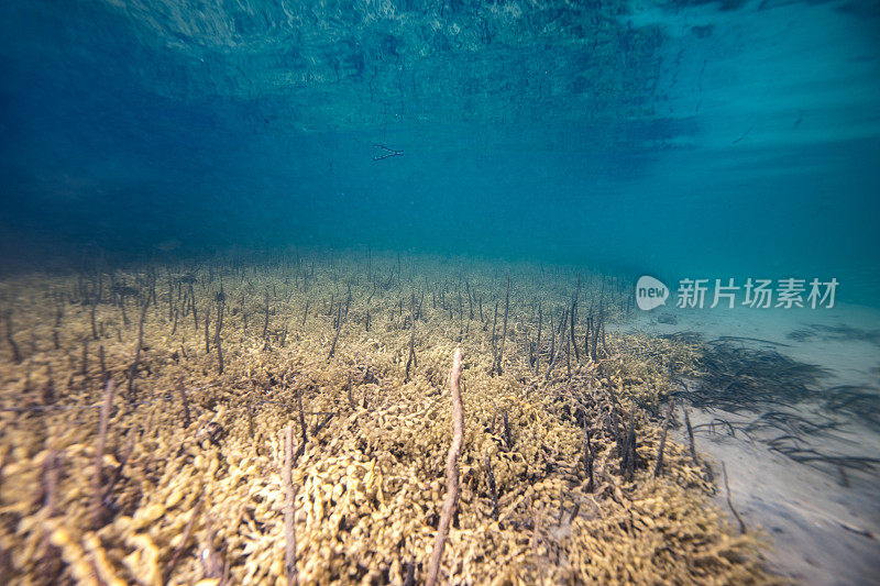 海底有海藻和芦苇