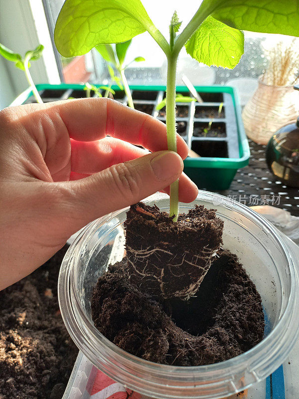 小祖奇尼植物从种子生长，由于其快速生长，必须重新盆栽