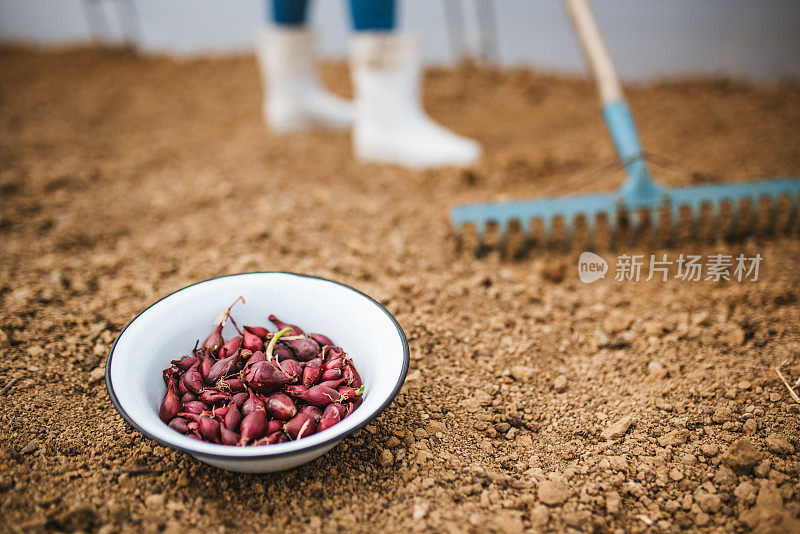 农民在土壤里种植小红洋葱。农业的概念。