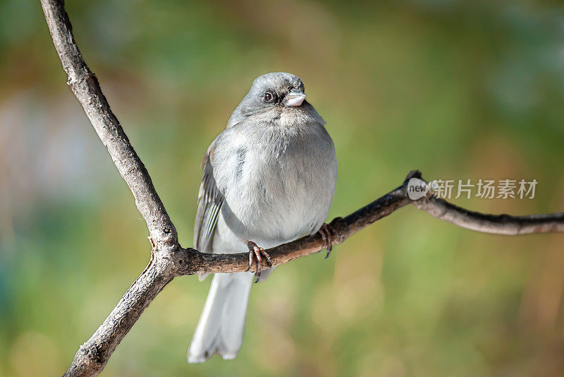 黑眼Junco