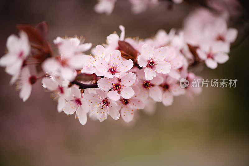 春粉花开