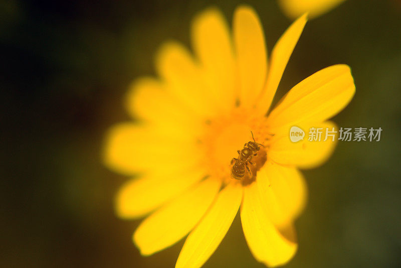 黄色雏菊花和蜜蜂