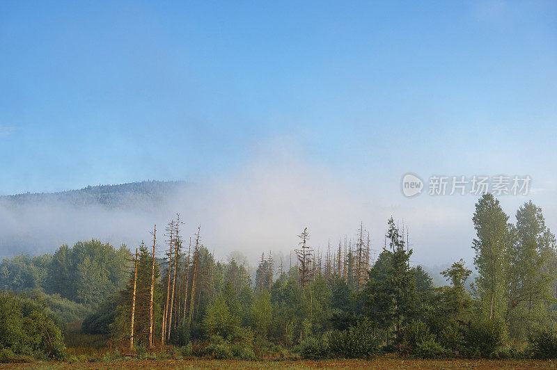 孚日的夏日清晨，树木上笼罩着薄雾