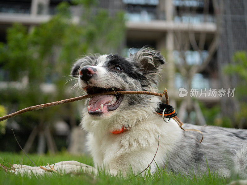 四条腿的守护者:草地上的牧羊犬